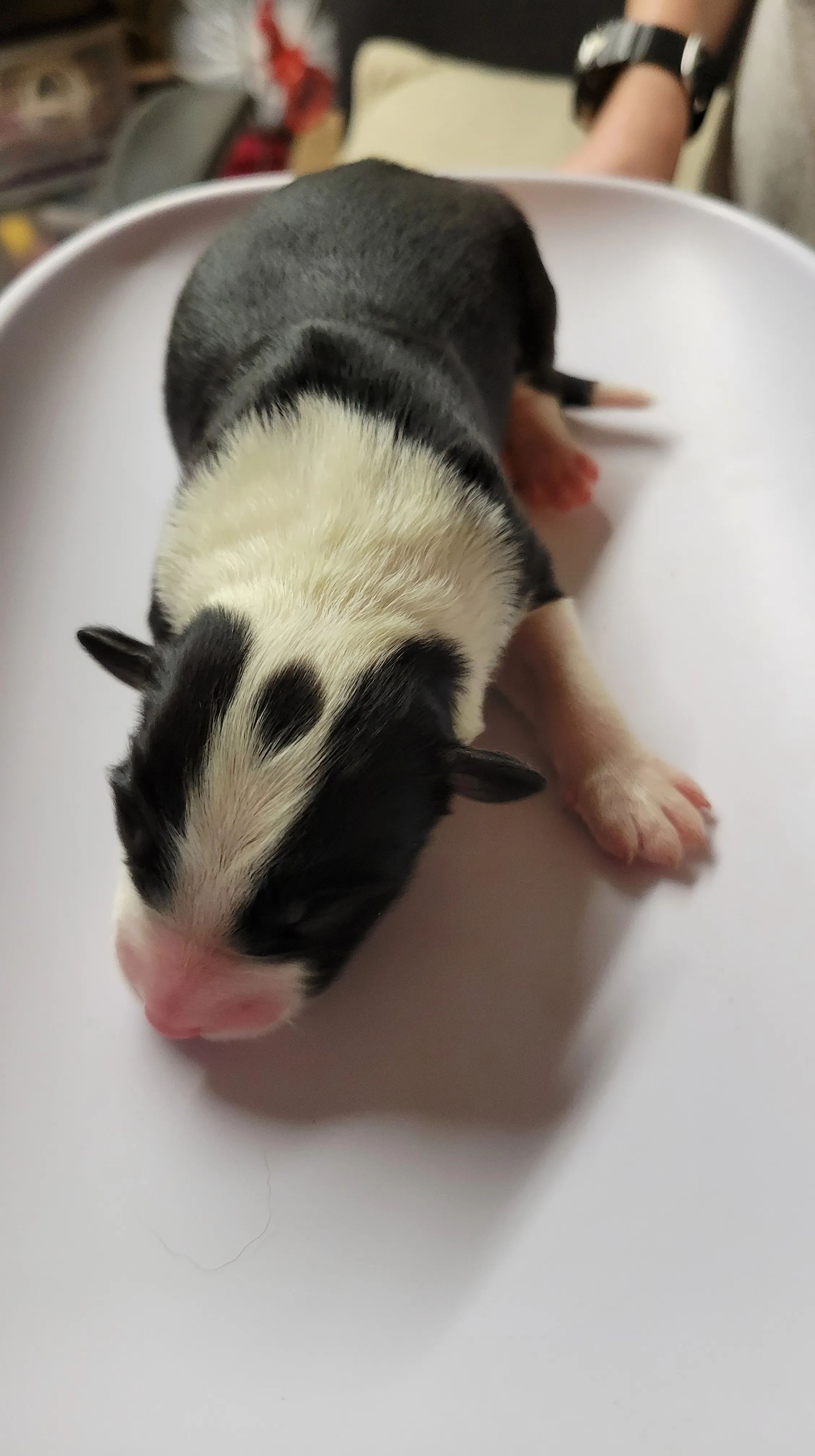A curious Australian Shepherd Border Collie mix puppy with distinctive markings looking intently