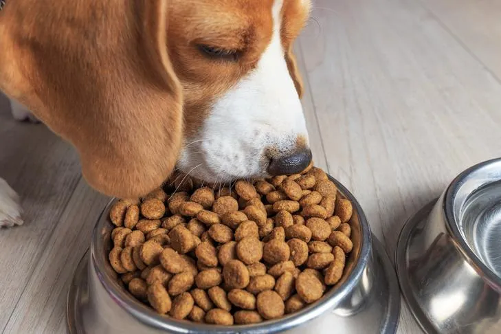A curious Beagle puppy eating kibble from a silver bowl on a wooden floor.
