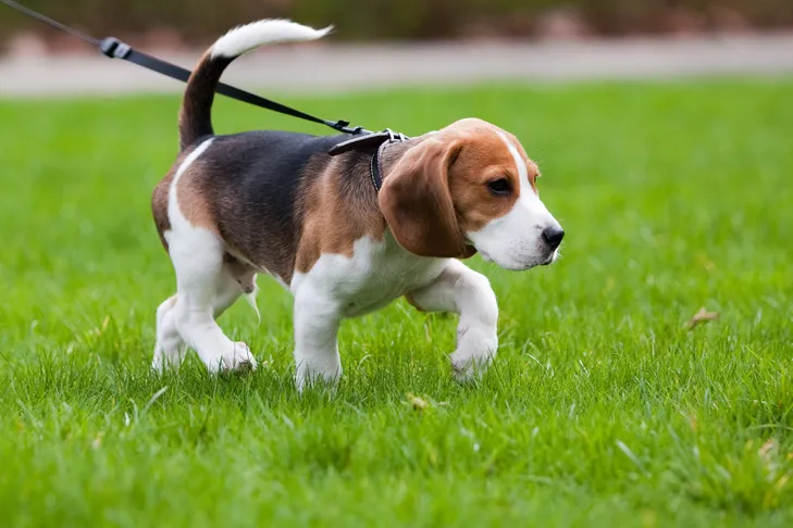 A curious Beagle puppy on a red leash, confidently walking through lush green grass