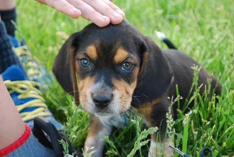 A curious Beagle with its signature floppy ears and tri-color coat, looking intently