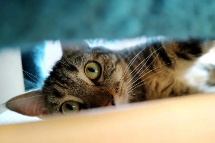 A curious black and white cat peeking out from under a bed, looking towards the viewer from a dimly lit space.
