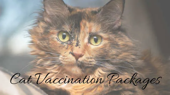 A curious cat, illustrating the importance of preventative health care packages.