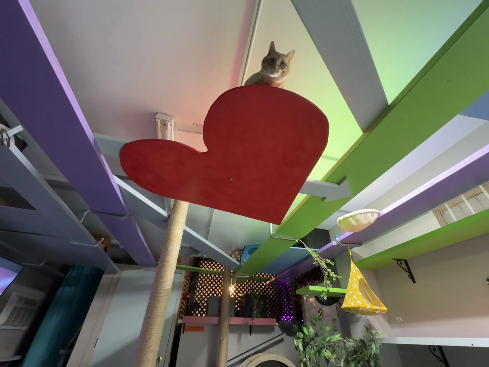 A curious cat observing the outdoor surroundings from inside a private cat condo.