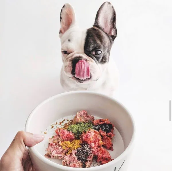 A curious French Bulldog carefully observing its bowl of raw dog food, eager to enjoy a nutritious meal prepared with fresh ingredients.