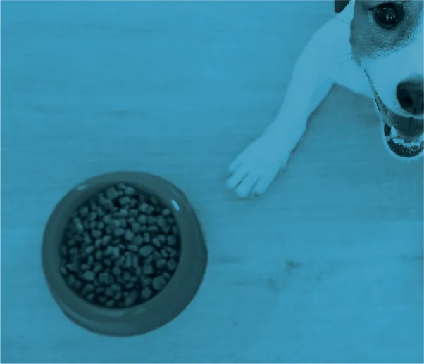 A curious Jack Russell Terrier sitting by a food bowl, waiting patiently