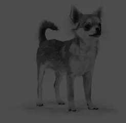 A curious mini breed dog with expressive eyes, often seen in sensitive dogs