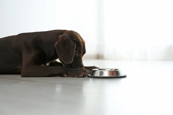 A curious puppy resting near its food bowl, ready for a nutritious snack.