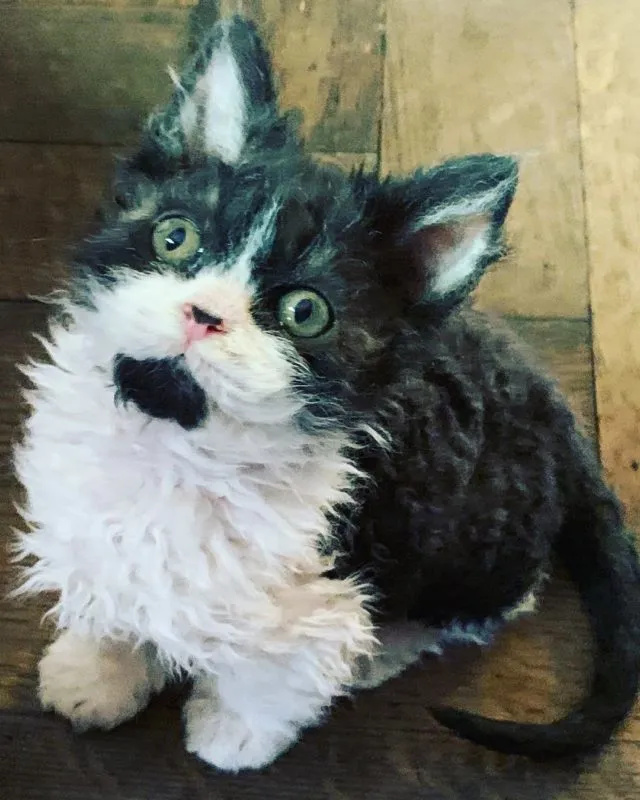 A curly Selkirk Rex cat from Mont Royal Cattery showcasing its textured coat