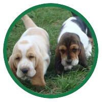 A cute Basset Hound puppy peeking out of a white bucket, looking curious and gentle