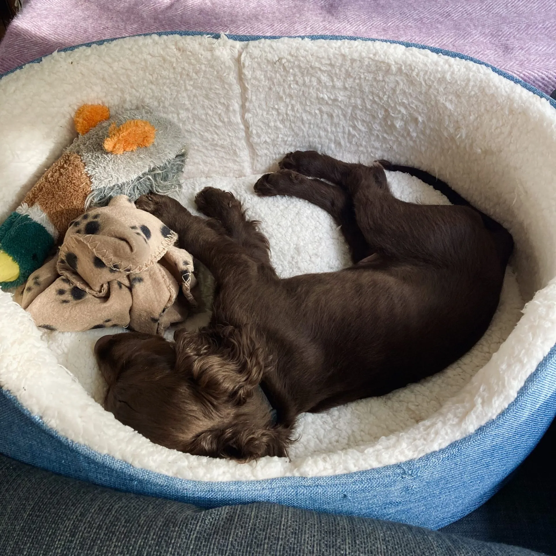 A cute cocker spaniel puppy peacefully napping in a soft, woven dog basket