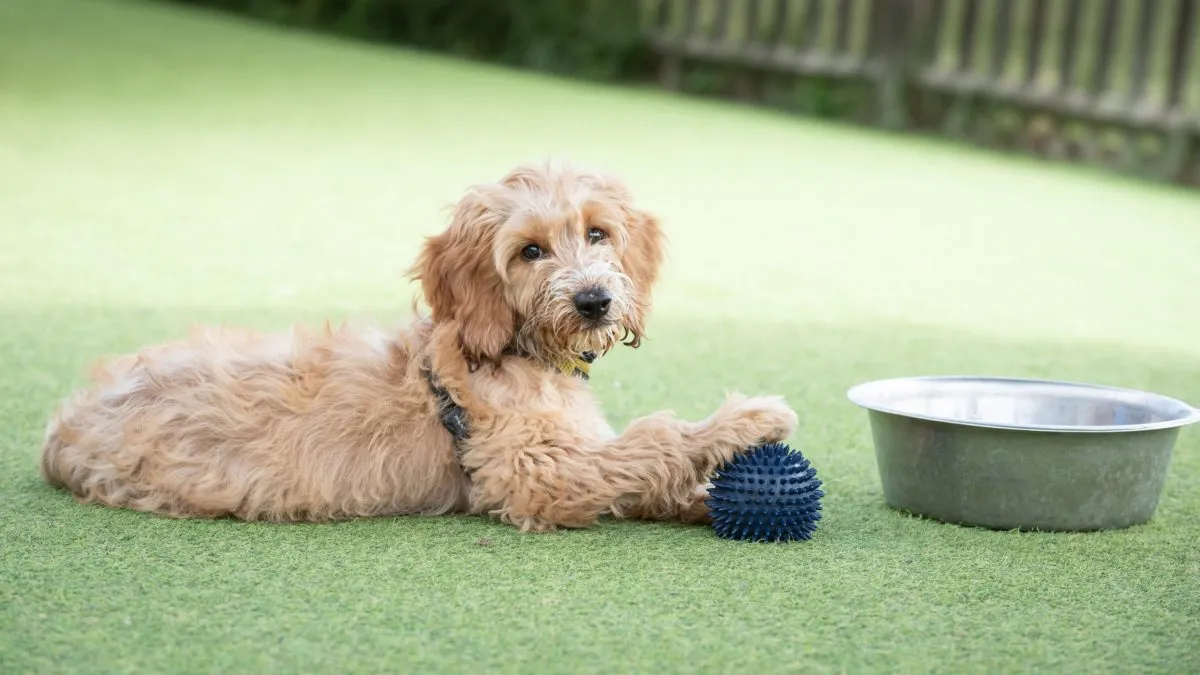 A cute Cockerpoo puppy playing happily with a ball in a spacious outdoor area at Bruce's Doggy Day Care