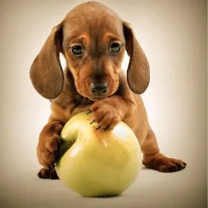 A cute Dachshund puppy eating kibble from a bowl