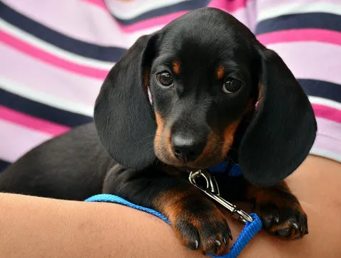 A cute Dachshund with its long body and short legs