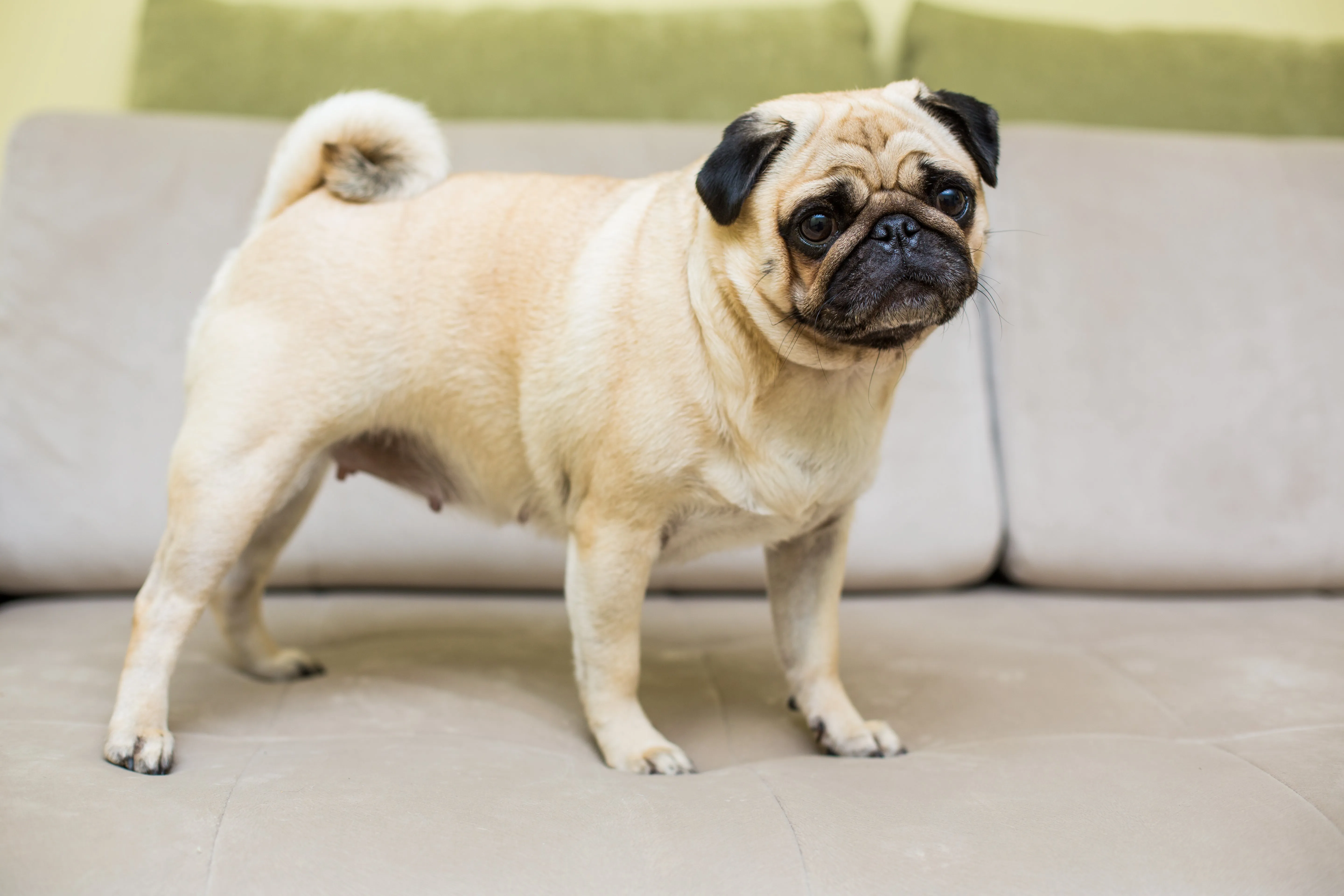 A cute fawn-colored Pug dog comfortably resting on a soft couch at home