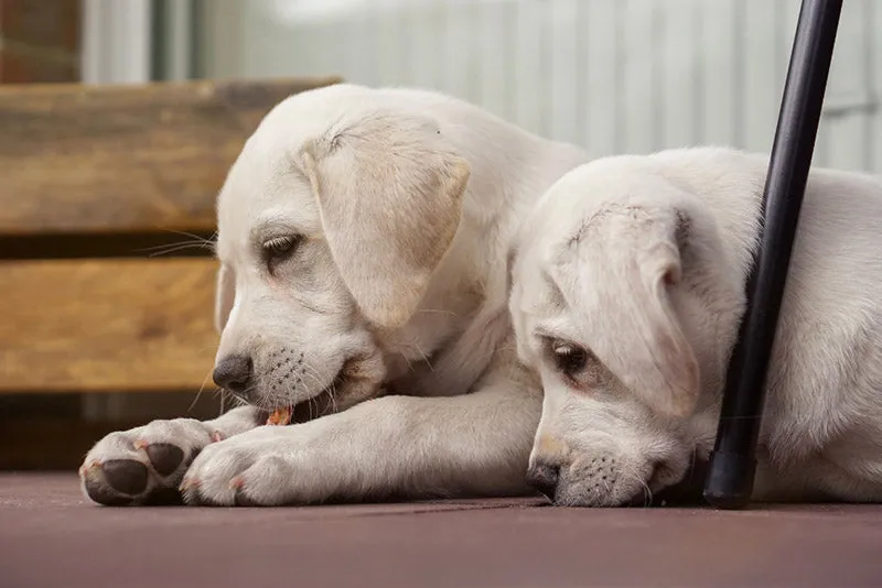 A cute Golden Retriever puppy gently chewing on a raw bone
