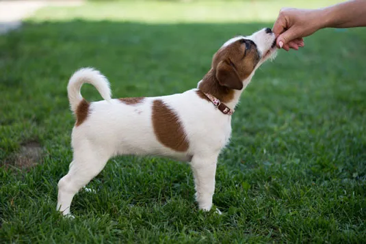 A cute Jack Russell Terrier puppy wearing a blue collar is in training, looking attentively at its owner.