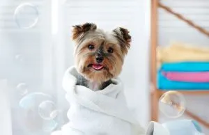 A cute little Yorkshire Terrier dog wrapped in a white towel after a bath, looking at the camera