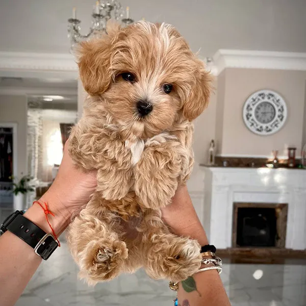 A cute micro teacup Maltipoo puppy posing indoors, showcasing its fluffy coat.
