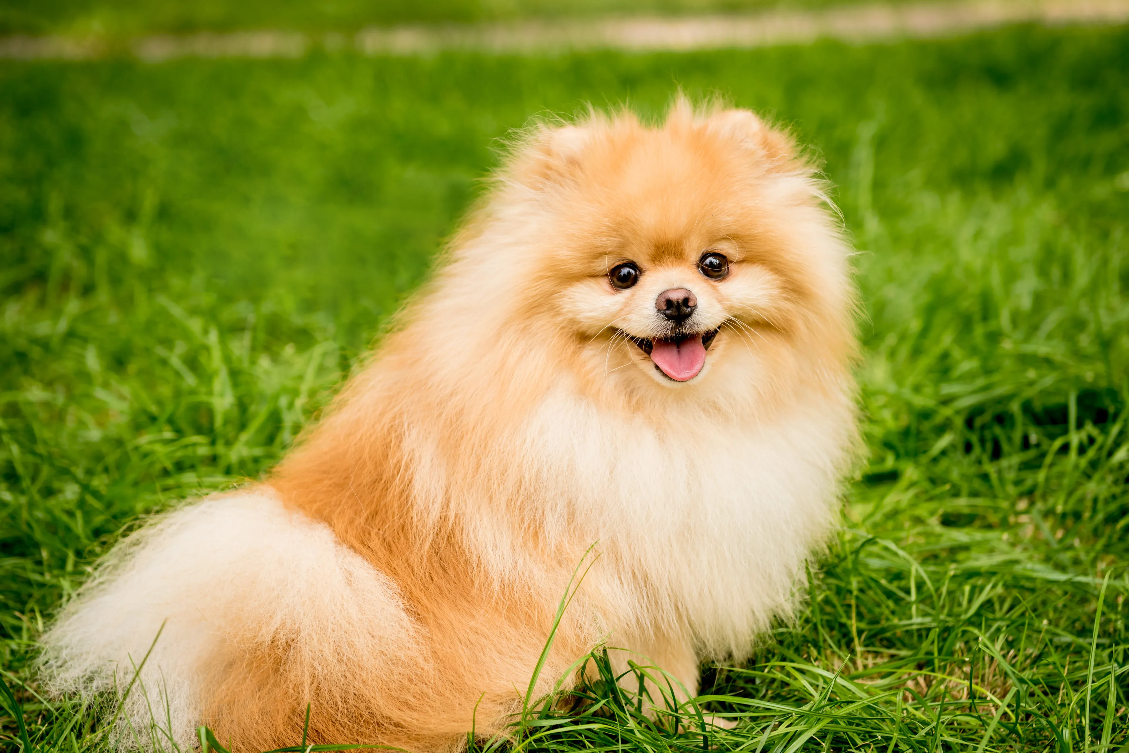 A cute Pomeranian dog in a park