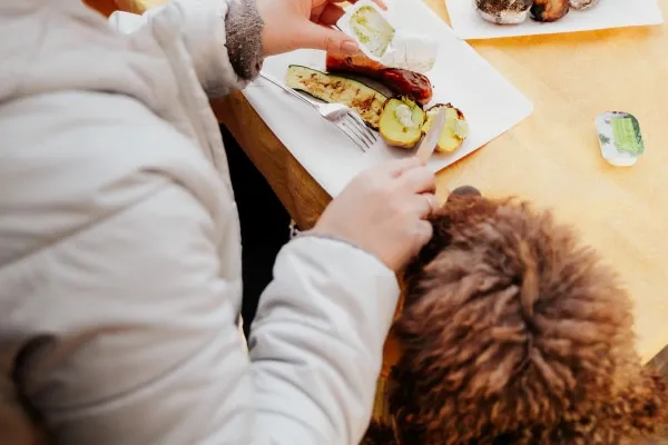 A cute poodle mix dog begging for food from its owner, illustrating the caution needed with table scraps.