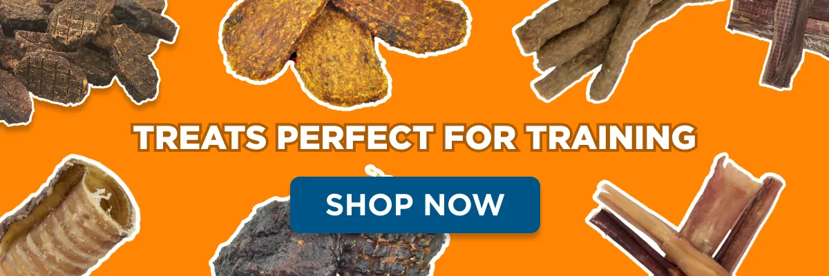 A cute puppy looking at its owner while on a leash outdoors, possibly during a potty break