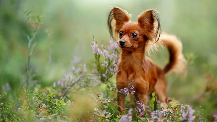 A cute Russian Toy dog with large upright ears and an intelligent expression