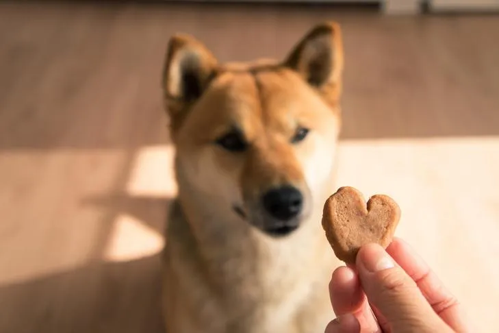 A cute Shiba Inu puppy attentively watching a heart-shaped treat held by a person's fingers.