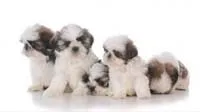 A cute Shih Tzu puppy with long flowing fur looking up playfully