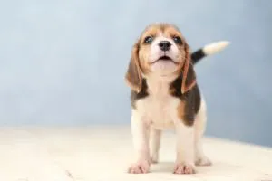 A cute, tri-color Beagle puppy sitting attentively outdoors on a grassy field