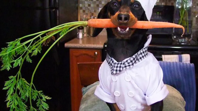 A dachshund named Crusoe looking attentive.