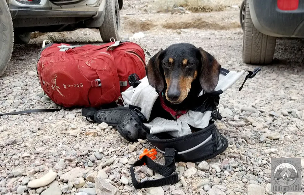 A Dachshund sits on the ground inside a K9Sportsack backpack after a hike, looking tired but comfortable