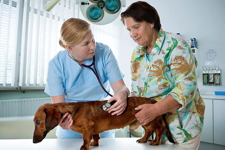 A Dachshund with its owner getting checked by a veterinarian