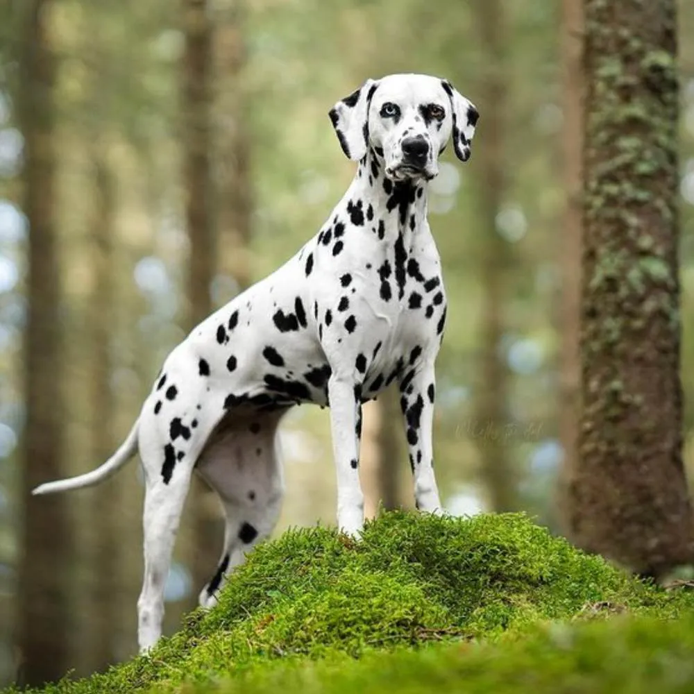 A dalmatian dog standing with its distinctive spots.