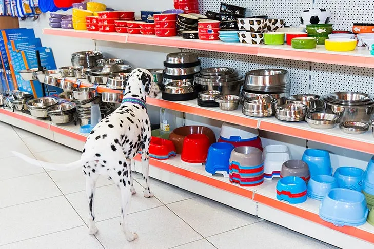 A Dalmatian dog stands attentively next to various colorful dog bowls on a tiled floor, seemingly deciding which one to use.