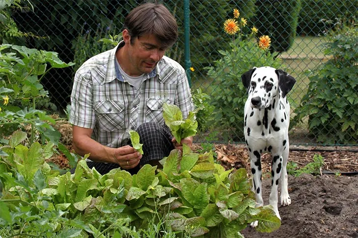 A Dalmatian observing a gardener picking leaves in a lush garden.