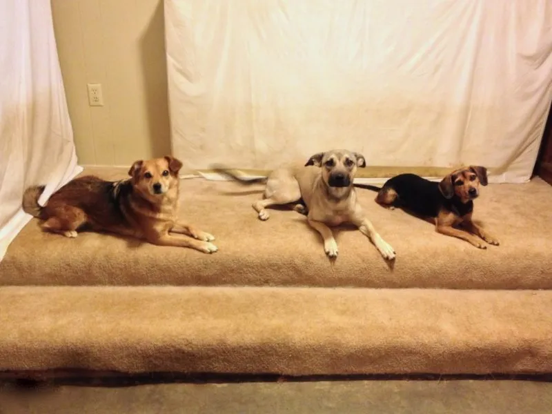A daybed is positioned against a wall, partially blocking a window, in a temporary setup.