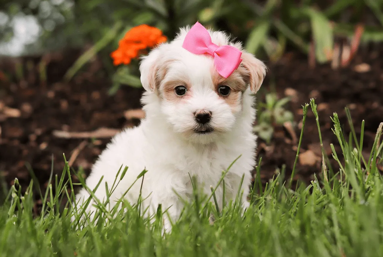 A delightful Maltipoo puppy with soft, curly white fur gazes inquisitively, showcasing the breed's signature charm.