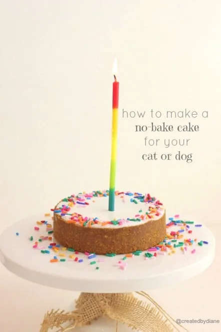 A delightful no-bake cake designed for both cats and dogs, adorned with a treat.
