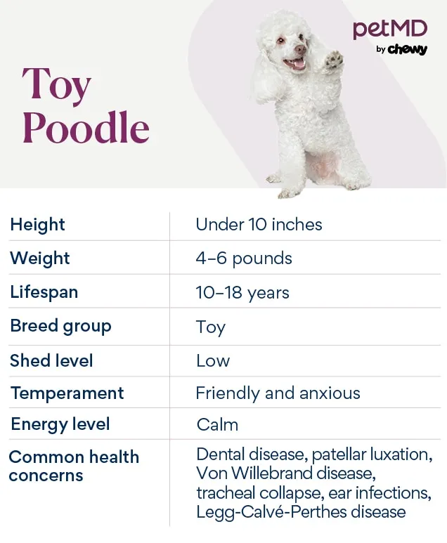 A detailed chart depicting the key characteristics of a Toy Poodle dog, including its size, lifespan, and common traits.