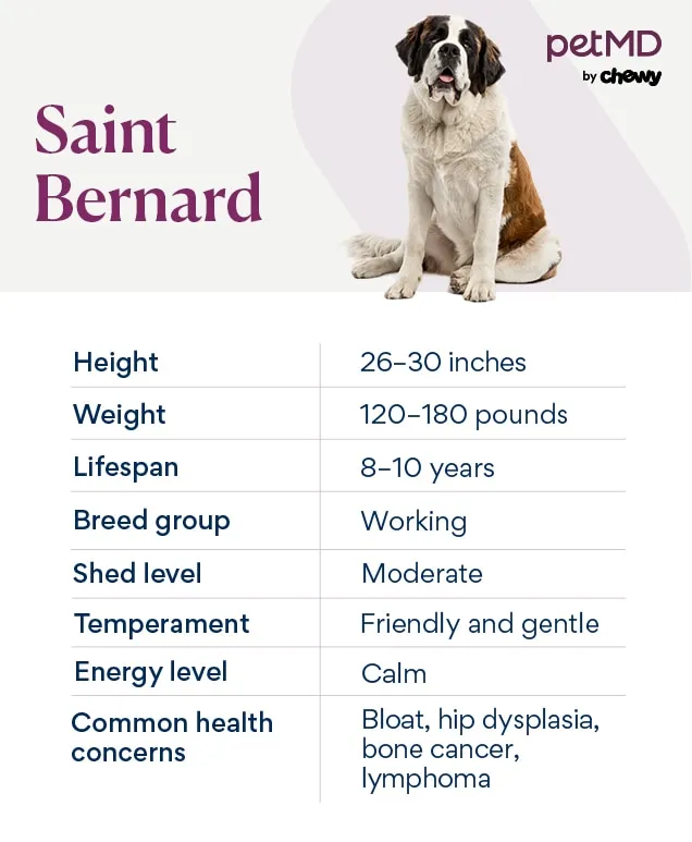 A detailed chart illustrating key characteristics of a Saint Bernard dog breed