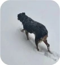 A determined senior dog walking through light snow, showing resilience despite age