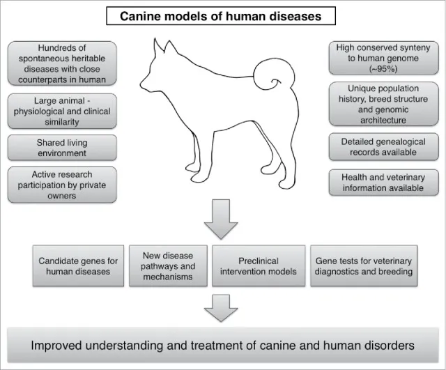 A diagram illustrating how various clinical, genetic, physiological, and environmental characteristics in dogs make them excellent comparative models for human disorders.