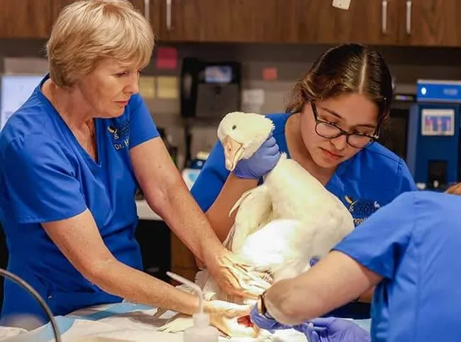 A diverse team of skilled veterinarians and staff members smiling