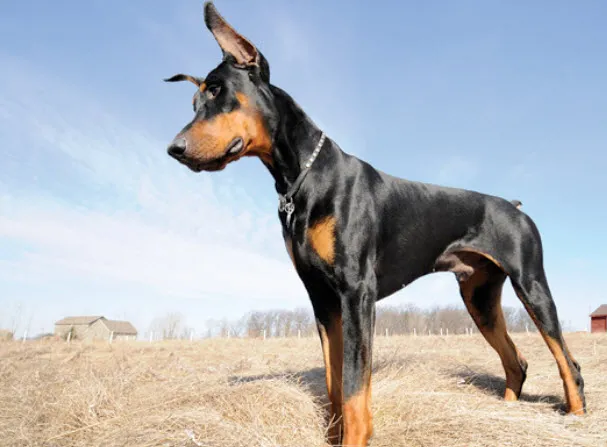 A Doberman Pinscher running freely in a field, showcasing its athletic build and need for exercise.