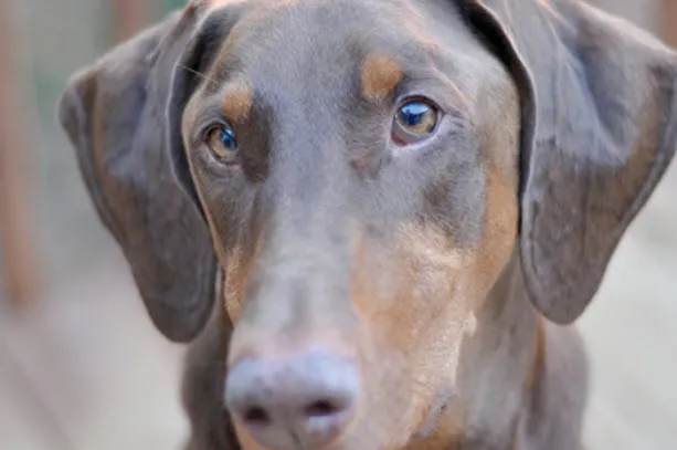 A Doberman Pinscher sitting attentively, ready for a command or interaction.