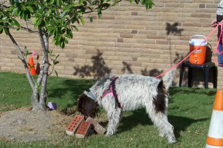 A dog actively participating in a scent work competition.