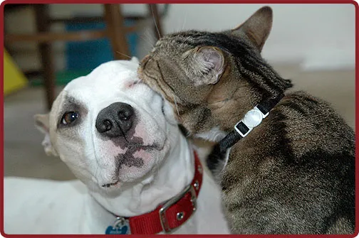 A dog and cat sharing a moment of peace, signifying a successful integration