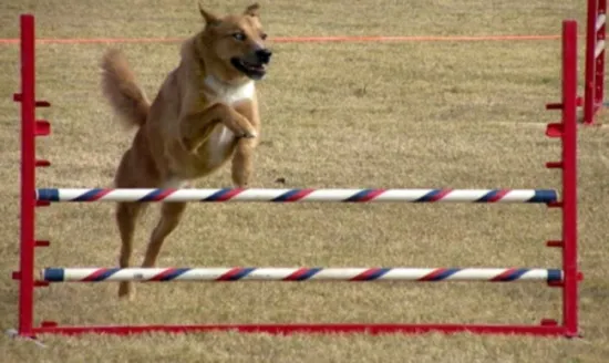 A dog and handler practicing weave poles, an essential and challenging agility obstacle