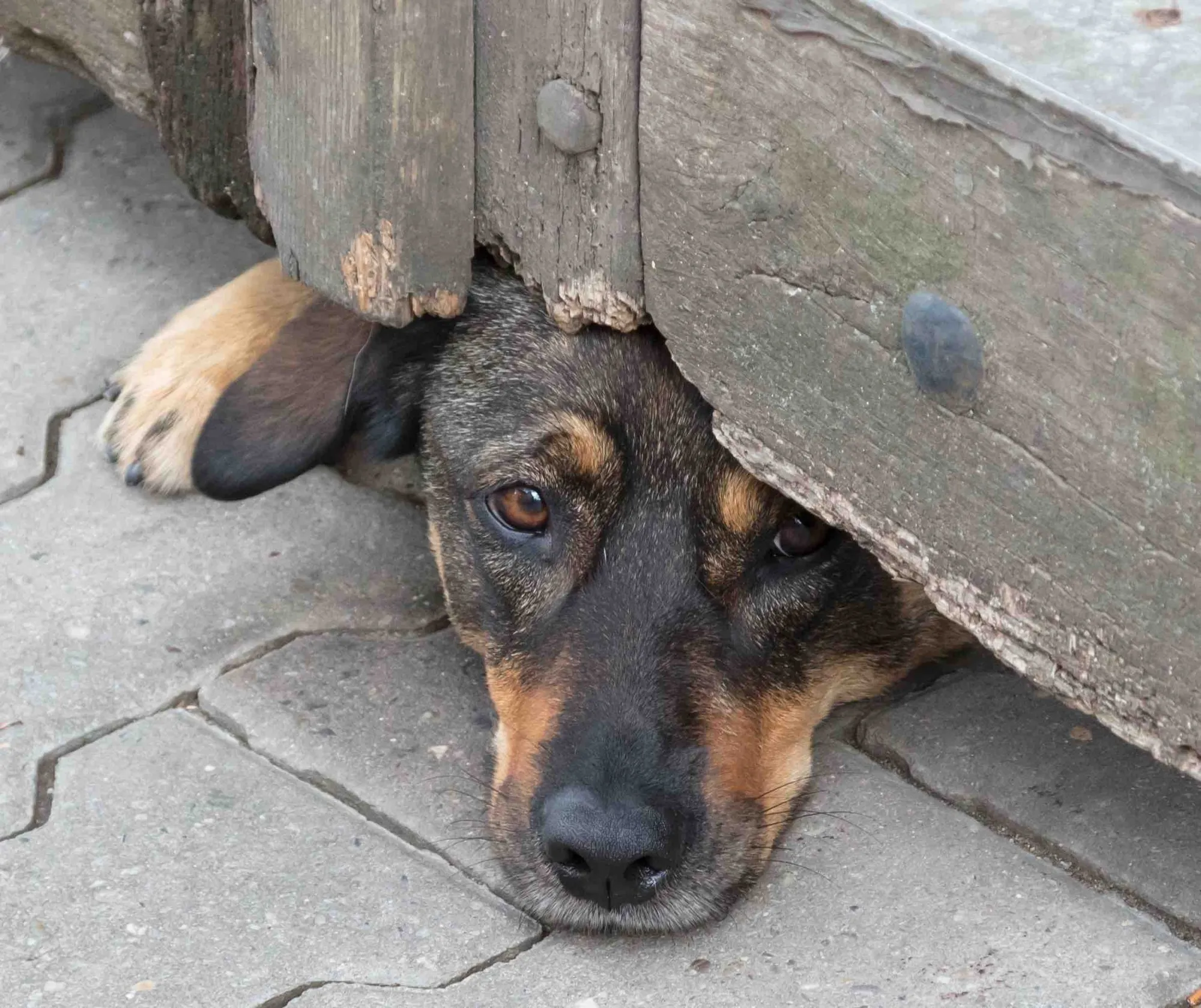 A dog attempting to dig under a gate, illustrating a common escape attempt from a backyard