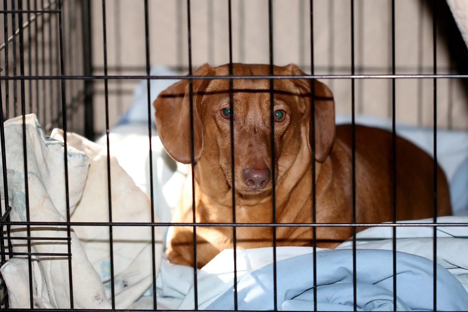 A dog attentively watching from inside a wire kennel, demonstrating calm confinement.